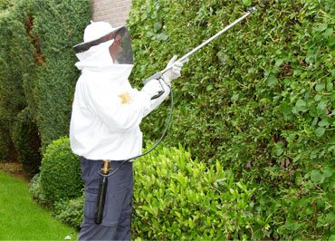 FUMIGACION DE ABEJAS EN MEXICO